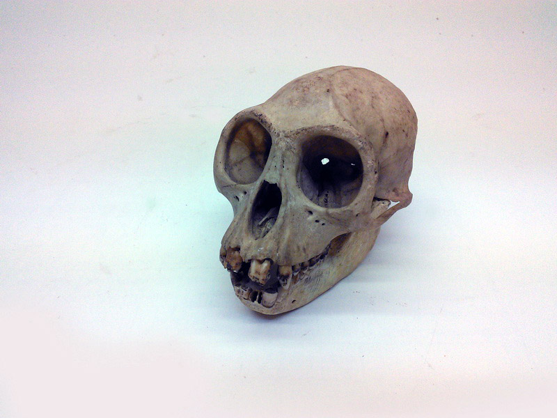 craneo animal 10x7x7 1u